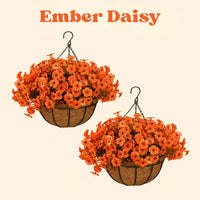 Ember Daisy